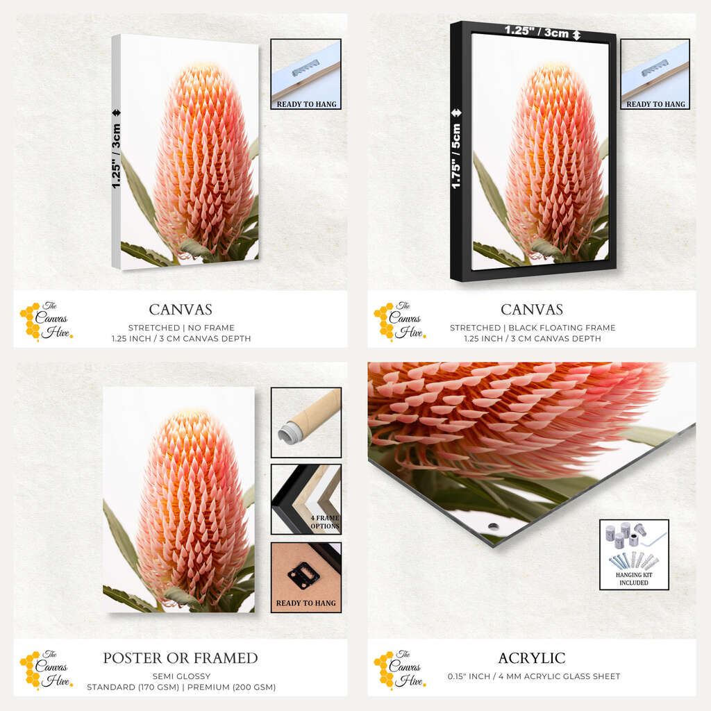Blush Banksia Beauty | Australiana Wall Art Prints - The Canvas Hive