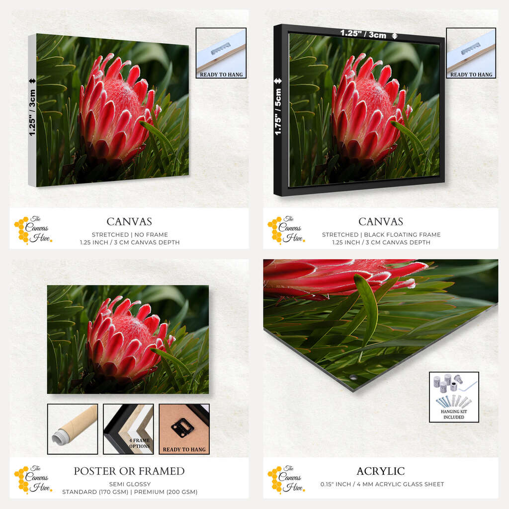 Nature's Radiance | Nature Wall Art Prints - The Canvas Hive