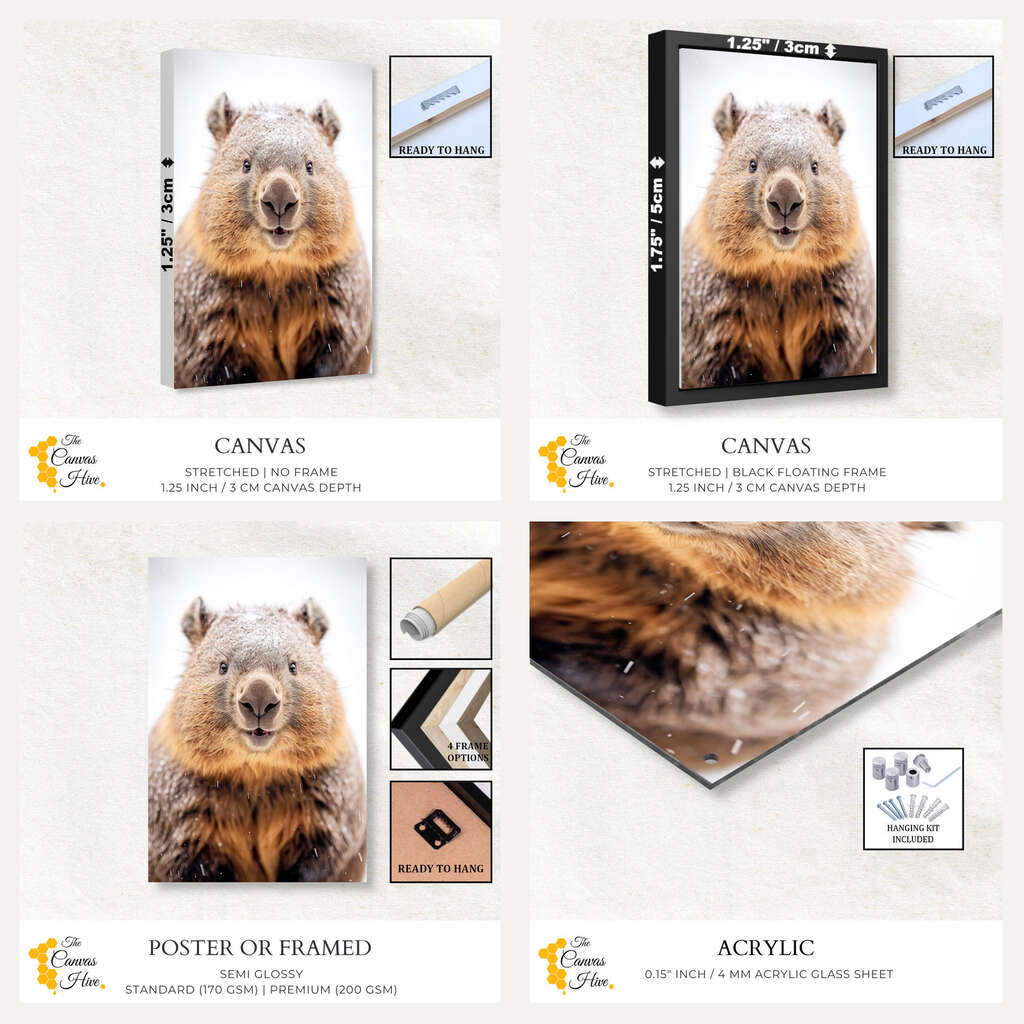 Portrait of a Wombat | Australiana Wall Art Prints - The Canvas Hive