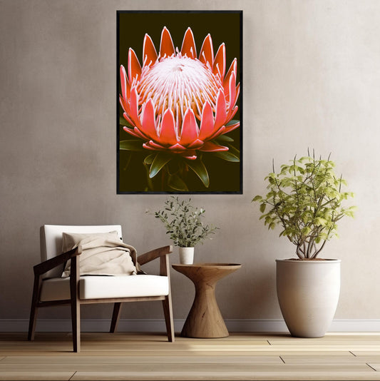 Australian Native Plant Protea Black Backdrop  | Australiana Wall Art Prints - The Canvas Hive
